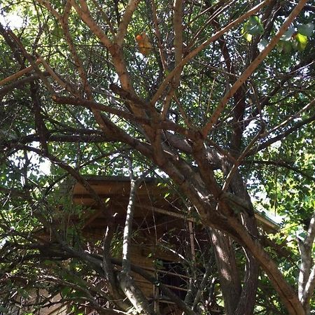 The Inn On The Tree Sigiriya Exterior photo