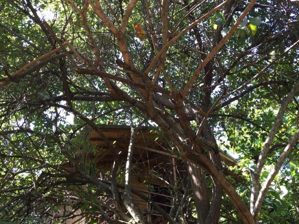 The Inn On The Tree Sigiriya Exterior photo